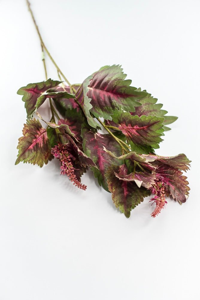 Coleus Leaves Spray - Green Pink - Greenery MarketMTF24457 PKGR