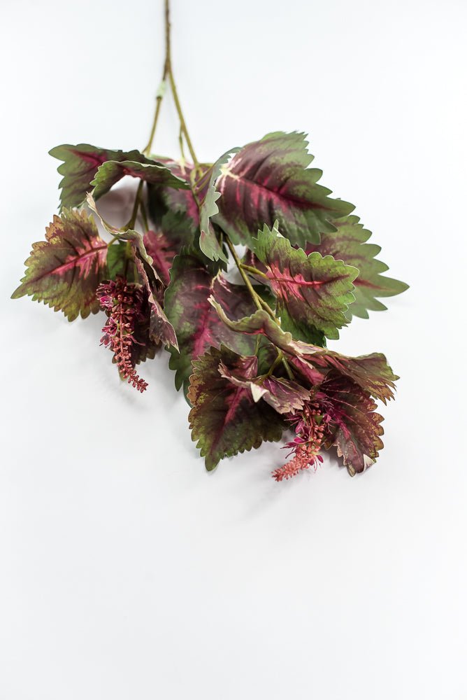 Coleus Leaves Spray - Green Pink - Greenery MarketMTF24457 PKGR