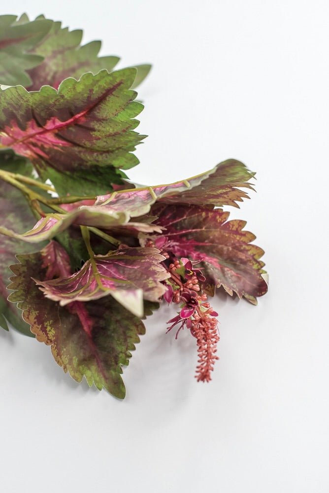 Coleus Leaves Spray - Green Pink - Greenery MarketMTF24457 PKGR