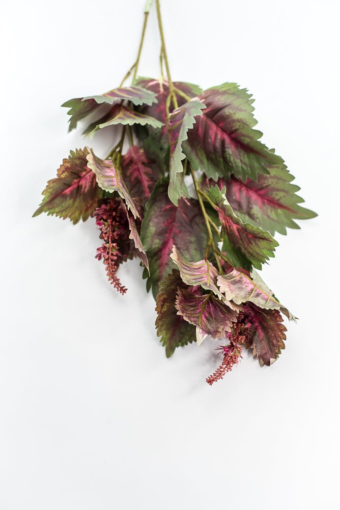 Coleus Leaves Spray - Green Pink - Greenery MarketMTF24457 PKGR