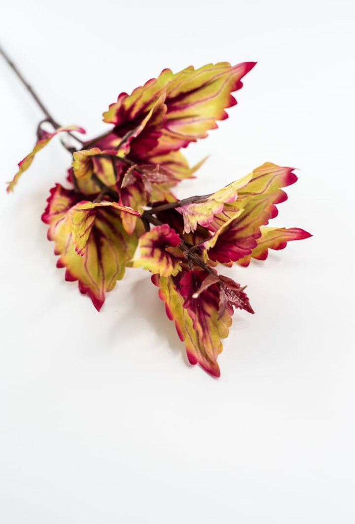 Colues Leaves Pick - Multi - Greenery MarketFL6857 - AUT