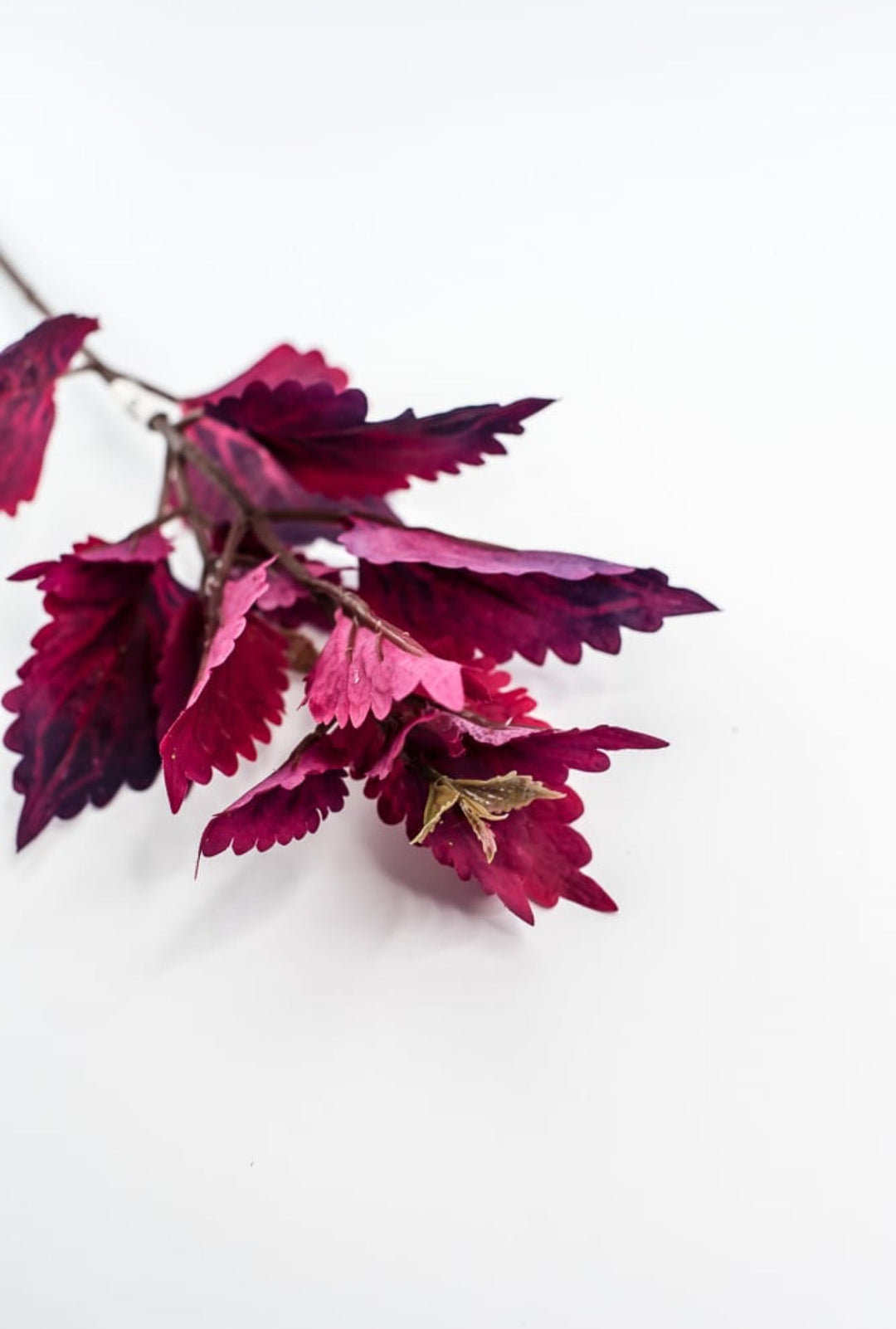 Colues Leaves Pick - Plum - Greenery MarketFL6857 - CRI