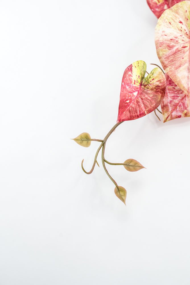 Cream And Red Real Touch Caladium Hanging Bush - Greenery Market241485