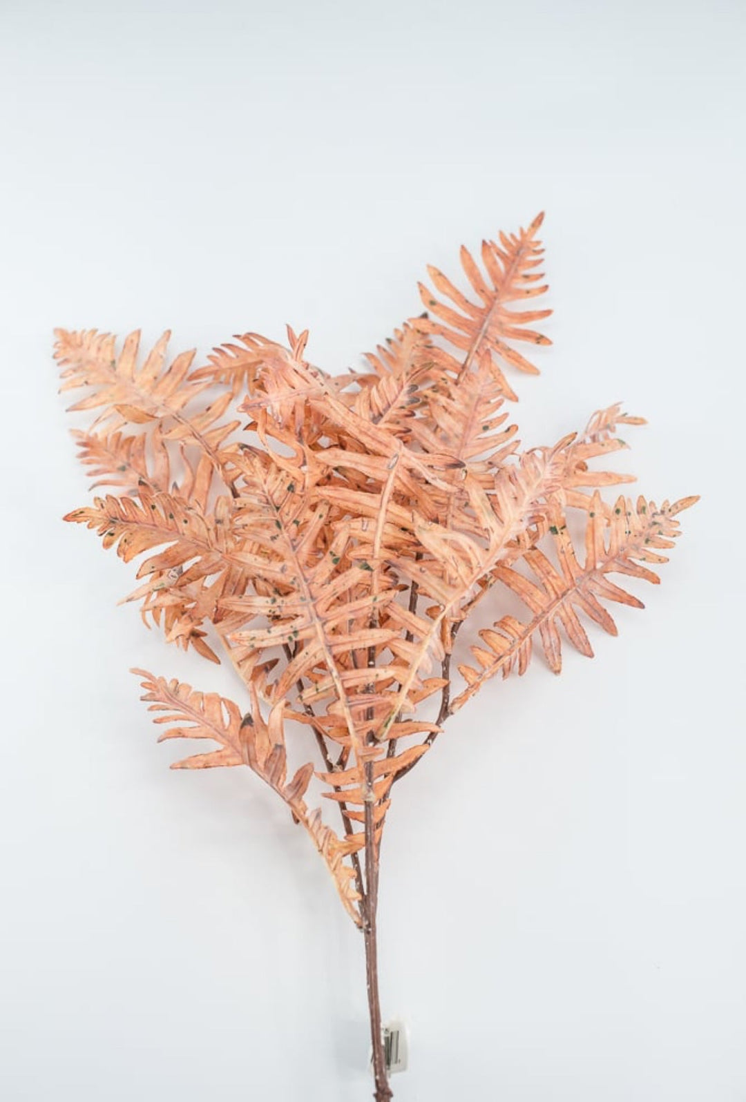 Creamy Peach Fern Spray - Greenery Market27879