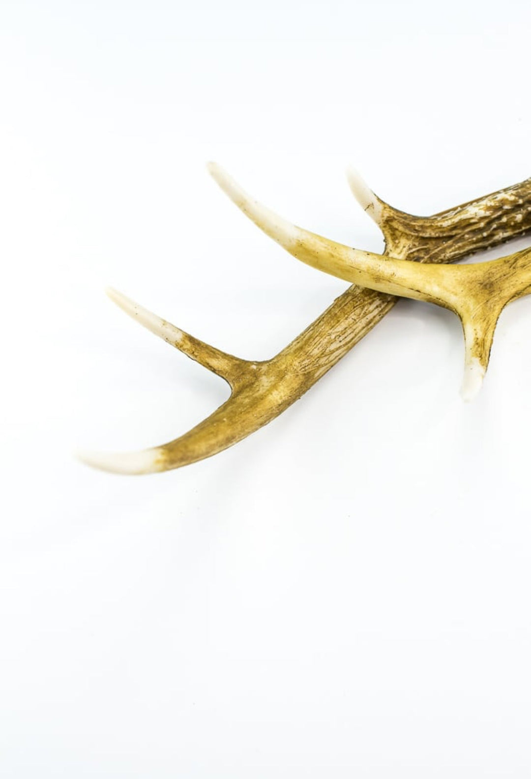 Deer Antlers Christmas spray - Greenery Market253182