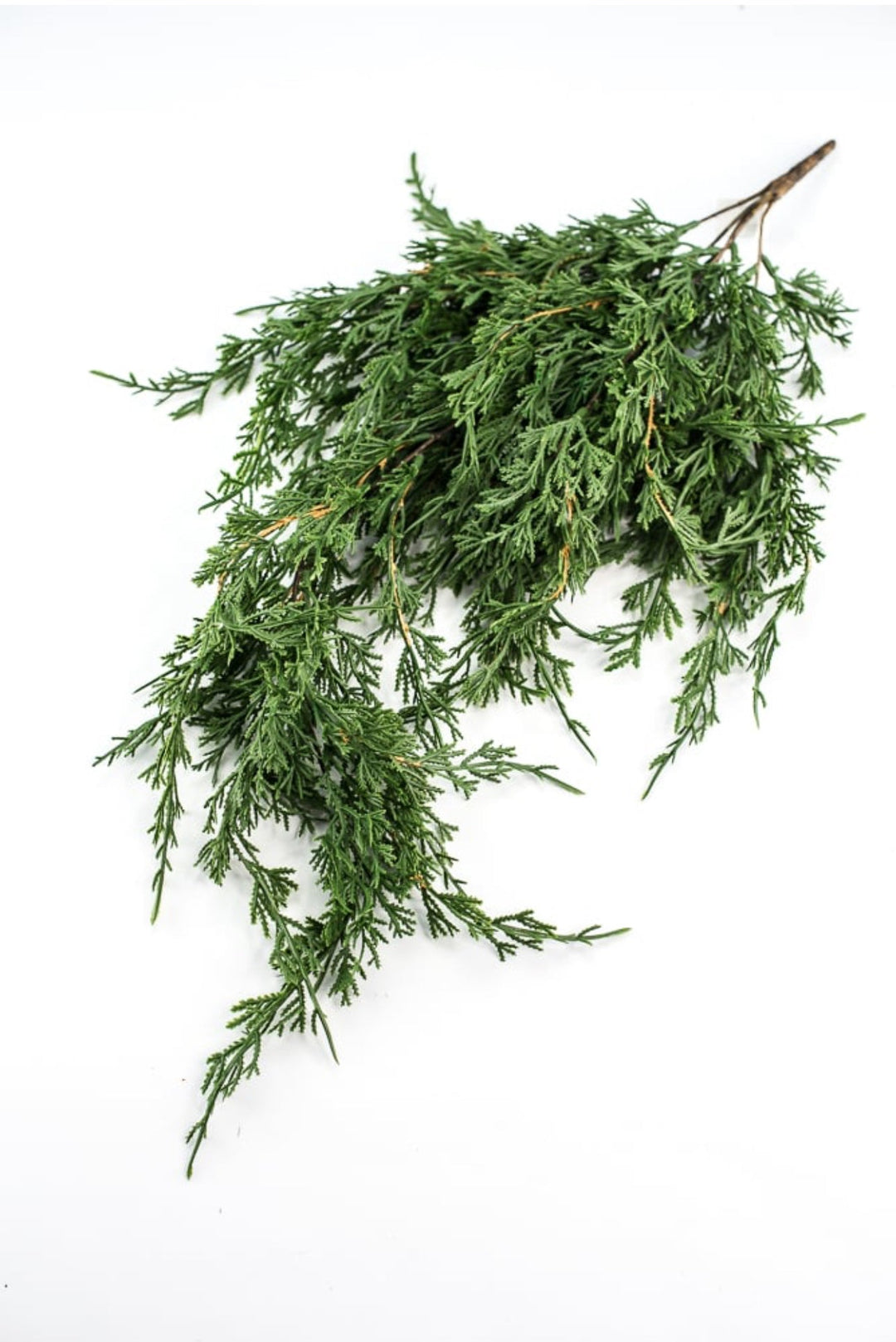 Draping cedar bush - Greenery MarketXVP9769