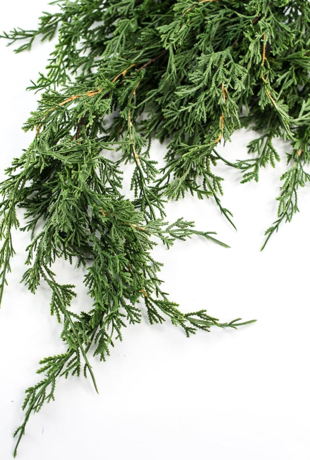Draping cedar bush - Greenery MarketXVP9769