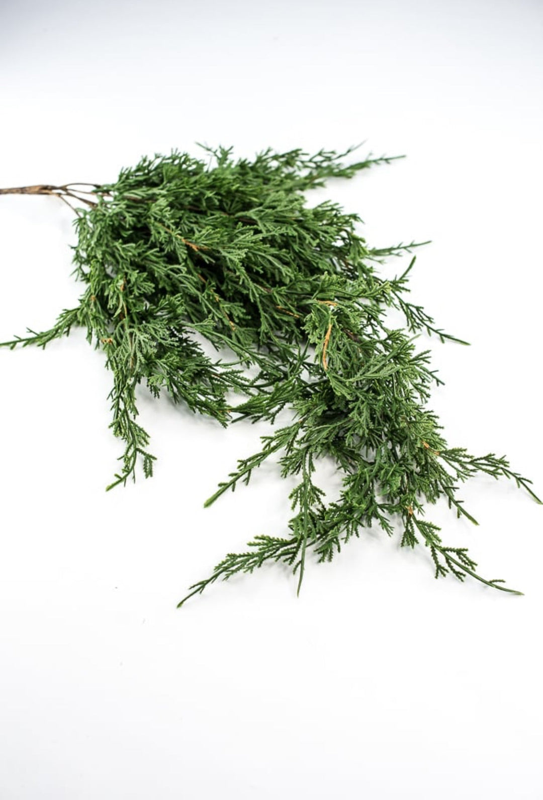 Draping cedar bush - Greenery MarketXVP9769