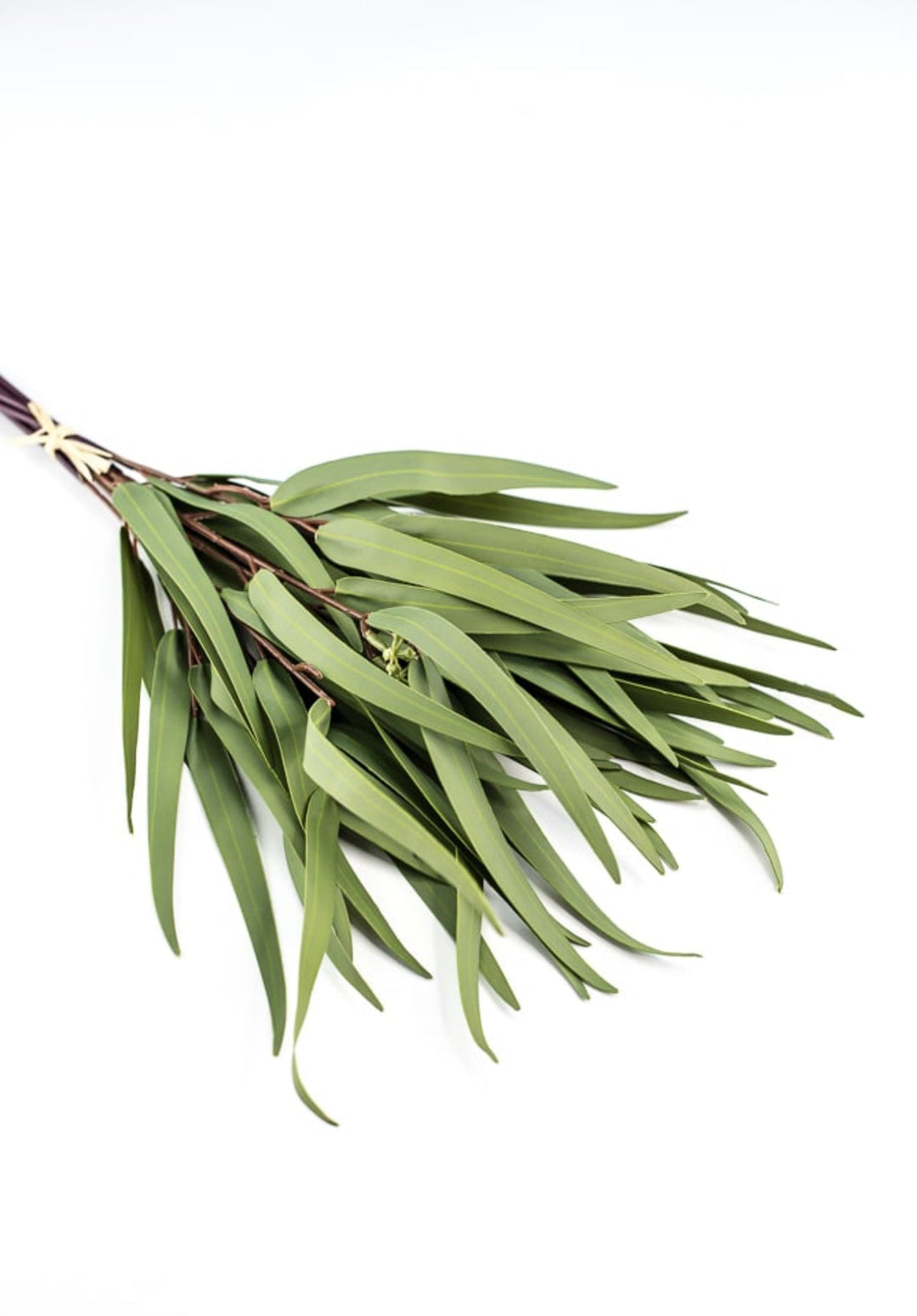 Eucalyptus bundle, green soft touch greenery - Greenery Marketgreenery147524