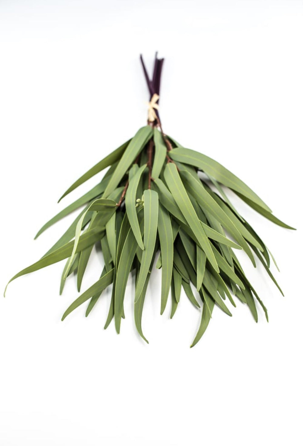 Eucalyptus bundle, green soft touch greenery - Greenery Marketgreenery147524