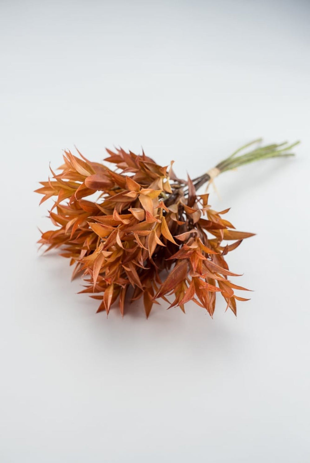 Eucalyptus leaf bundle - sunset - Greenery Market27205