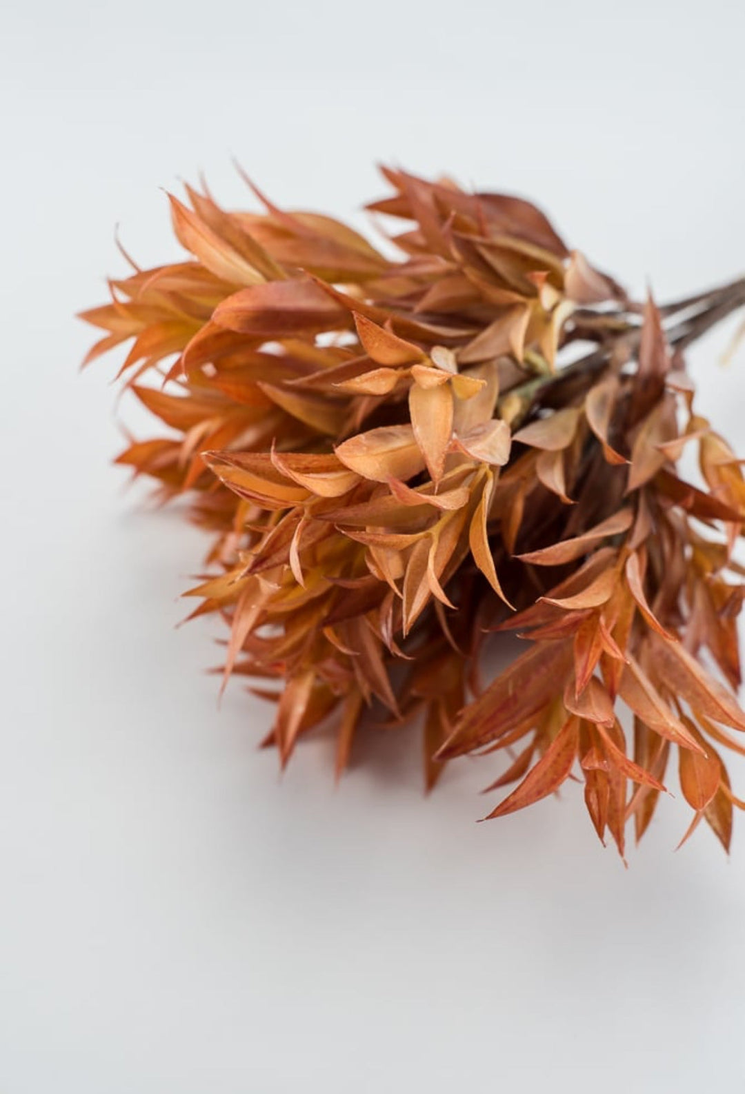 Eucalyptus leaf bundle - sunset - Greenery Market27205