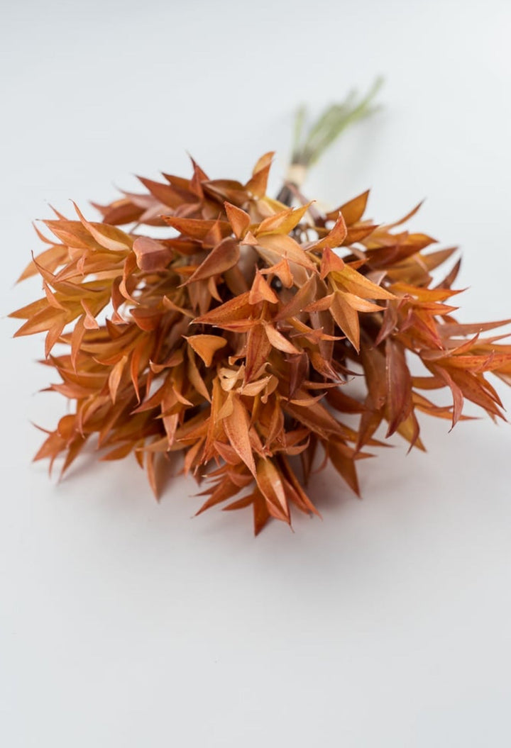 Eucalyptus leaf bundle - sunset - Greenery Market27205