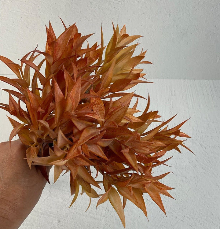 Eucalyptus leaf bundle - sunset - Greenery Market27205
