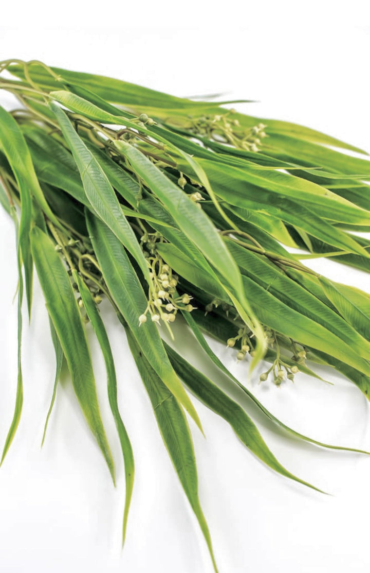 Eucalyptus with seed greenery bush - Greenery Market26960
