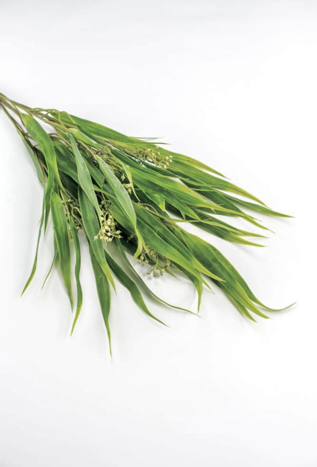 Eucalyptus with seed greenery bush - Greenery Market26960
