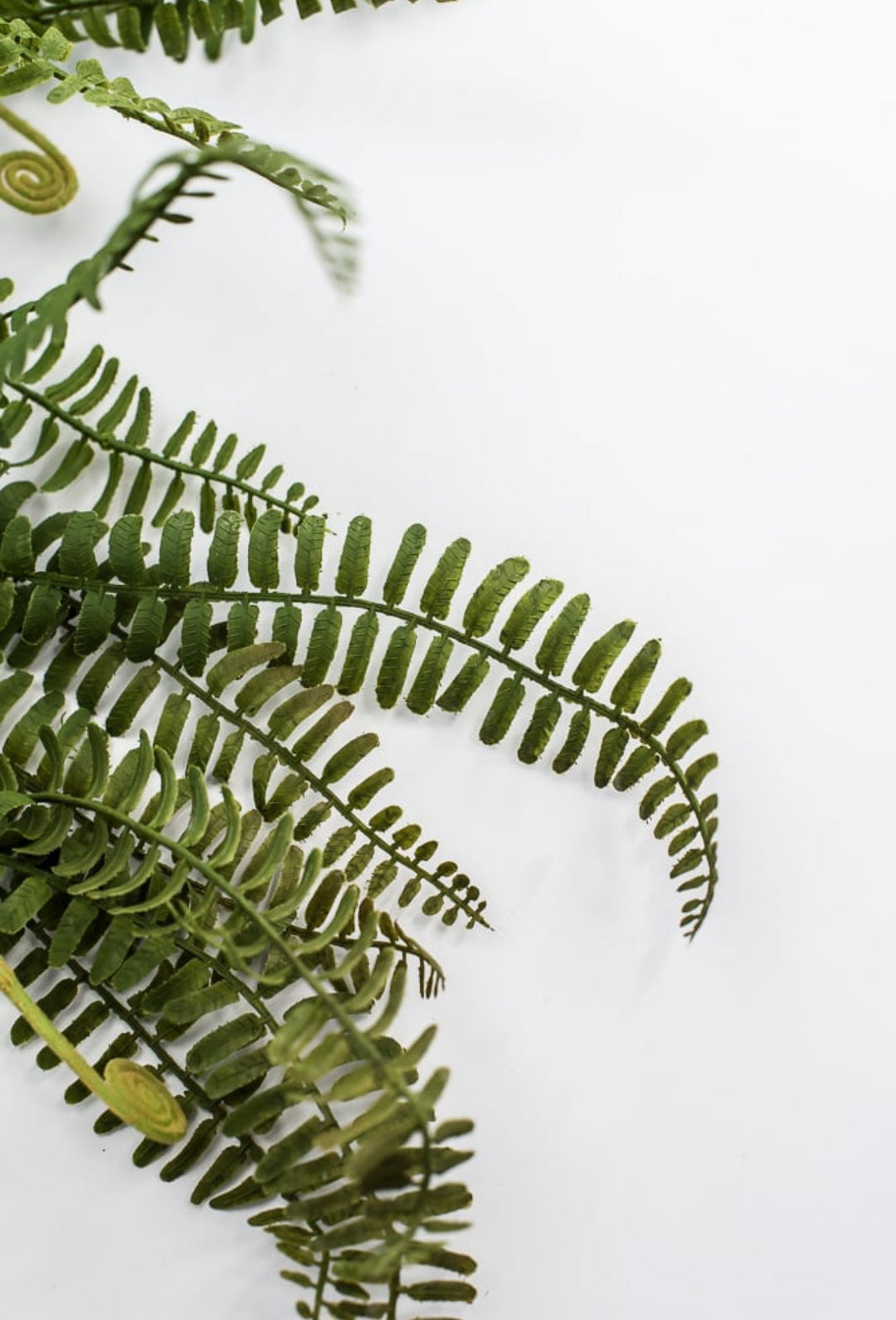 Fern branch and fronds - Greenery MarketFl6192 - G