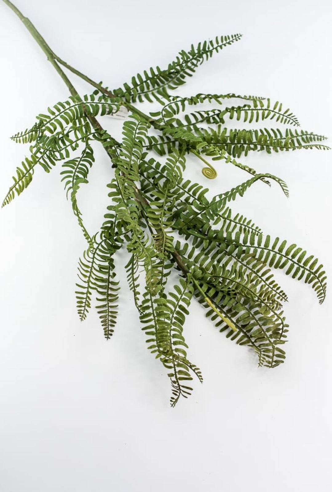 Fern branch and fronds - Greenery MarketFl6192 - G