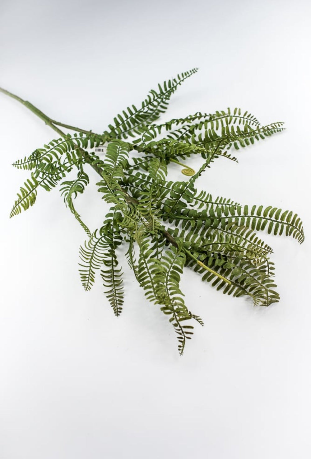 Fern branch and fronds - Greenery MarketFl6192 - G