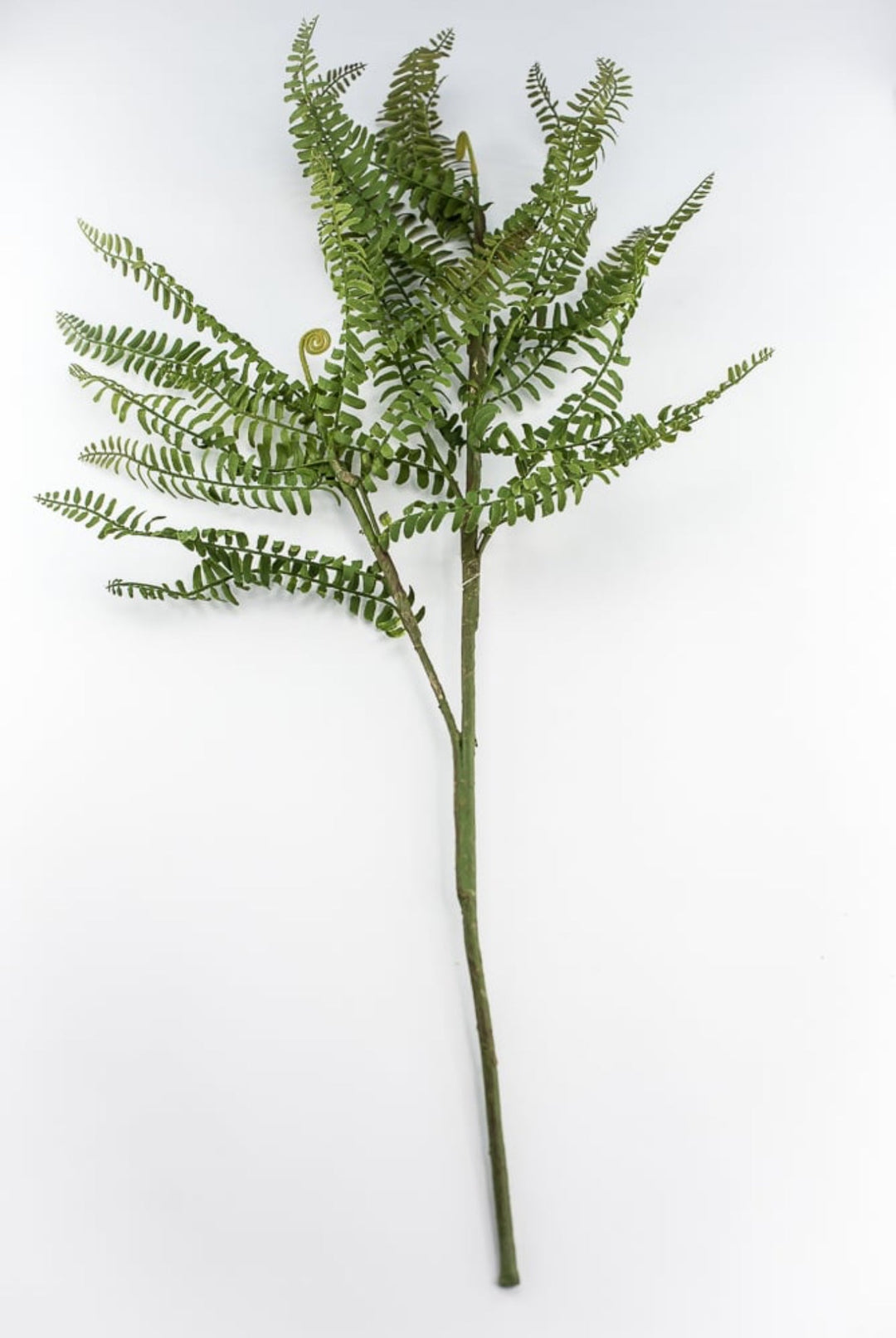 Fern branch and fronds - Greenery MarketFl6192 - G