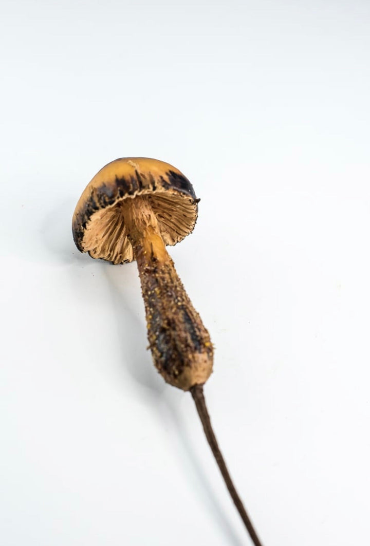 Forrest mushroom pick - Greenery MarketMTX72904 BEBR
