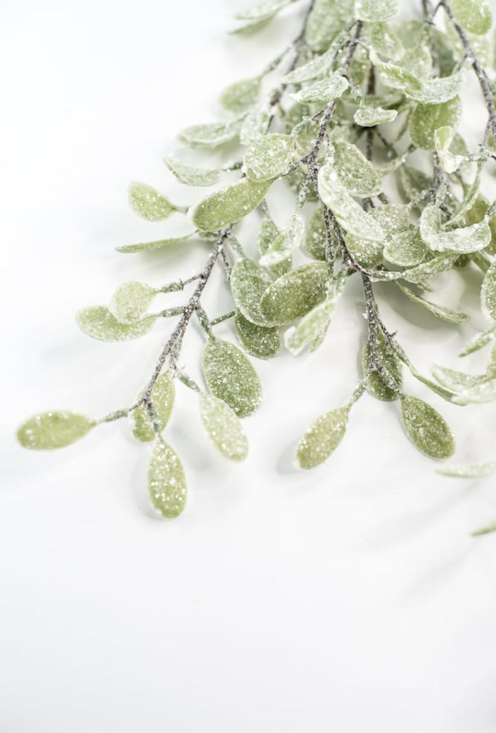 Frosted and iced myrtle bush - Greenery Market270635