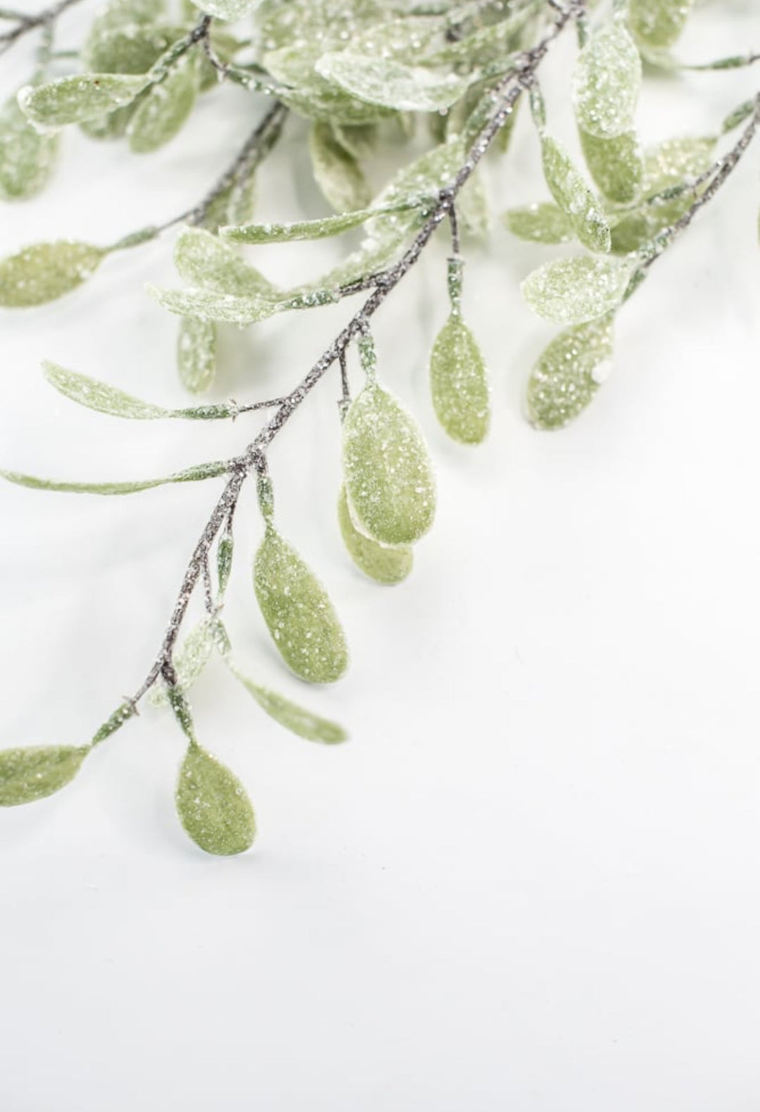 Frosted and iced myrtle bush - Greenery Market270635