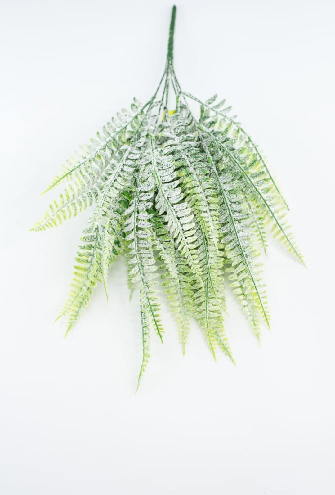 Frosted Boston Fern Bush - Greenery MarketGreenery85003FROST