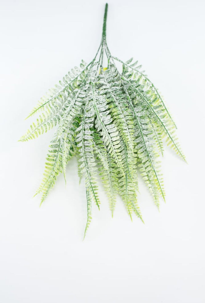 Frosted Boston Fern Bush - Greenery MarketGreenery85003FROST
