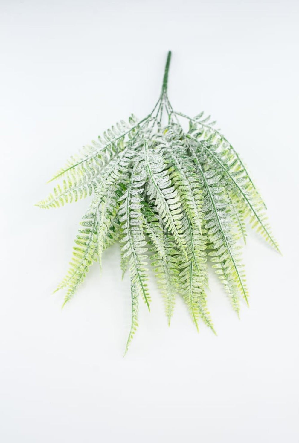 Frosted Boston Fern Bush - Greenery MarketGreenery85003FROST