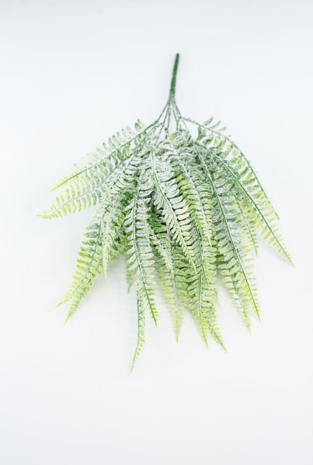 Frosted Boston Fern Bush - Greenery MarketGreenery85003FROST