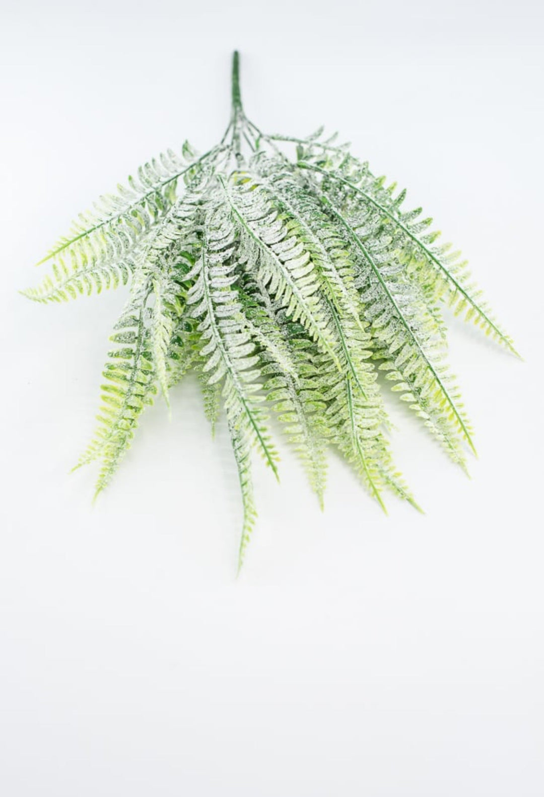 Frosted Boston Fern Bush - Greenery MarketGreenery85003FROST