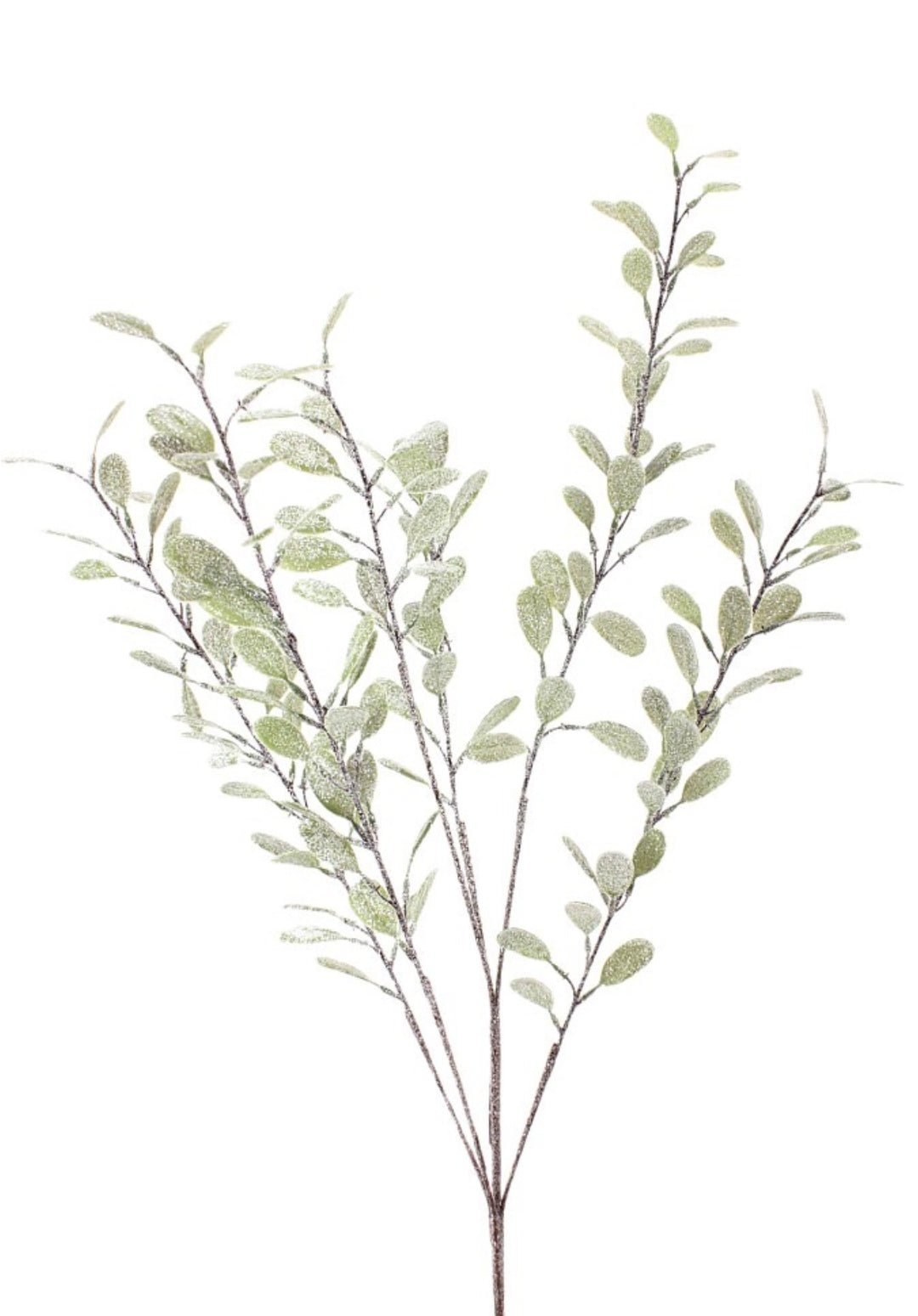 Frosted myrtle bush - Greenery Market270635
