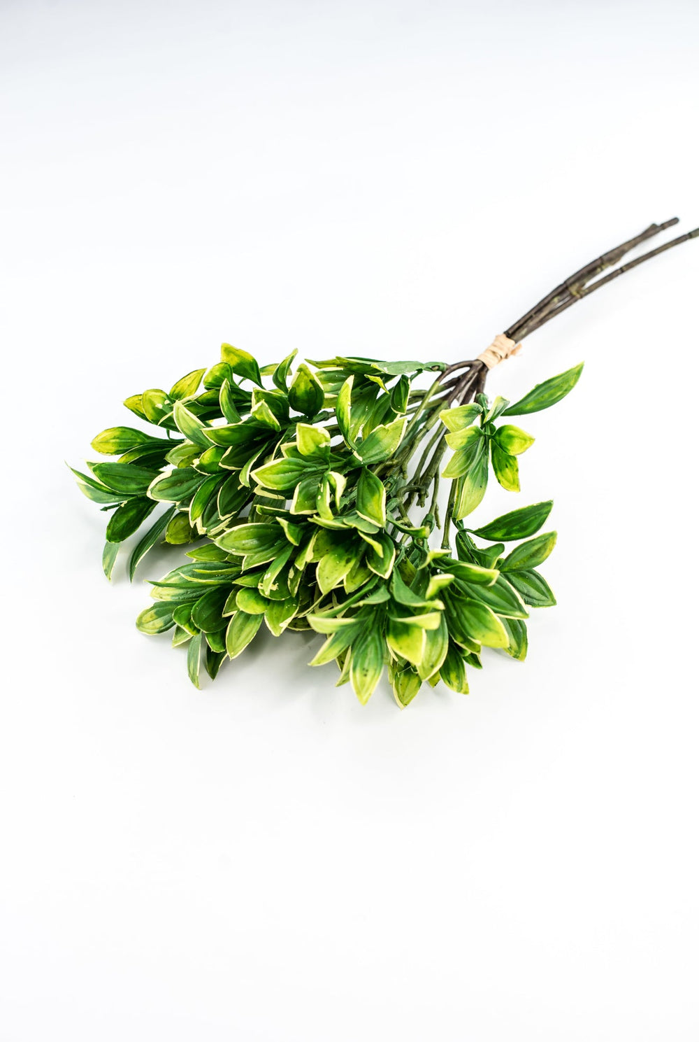 Green cream edge leaves bundle - privet - Greenery Marketgreenery2310424GY