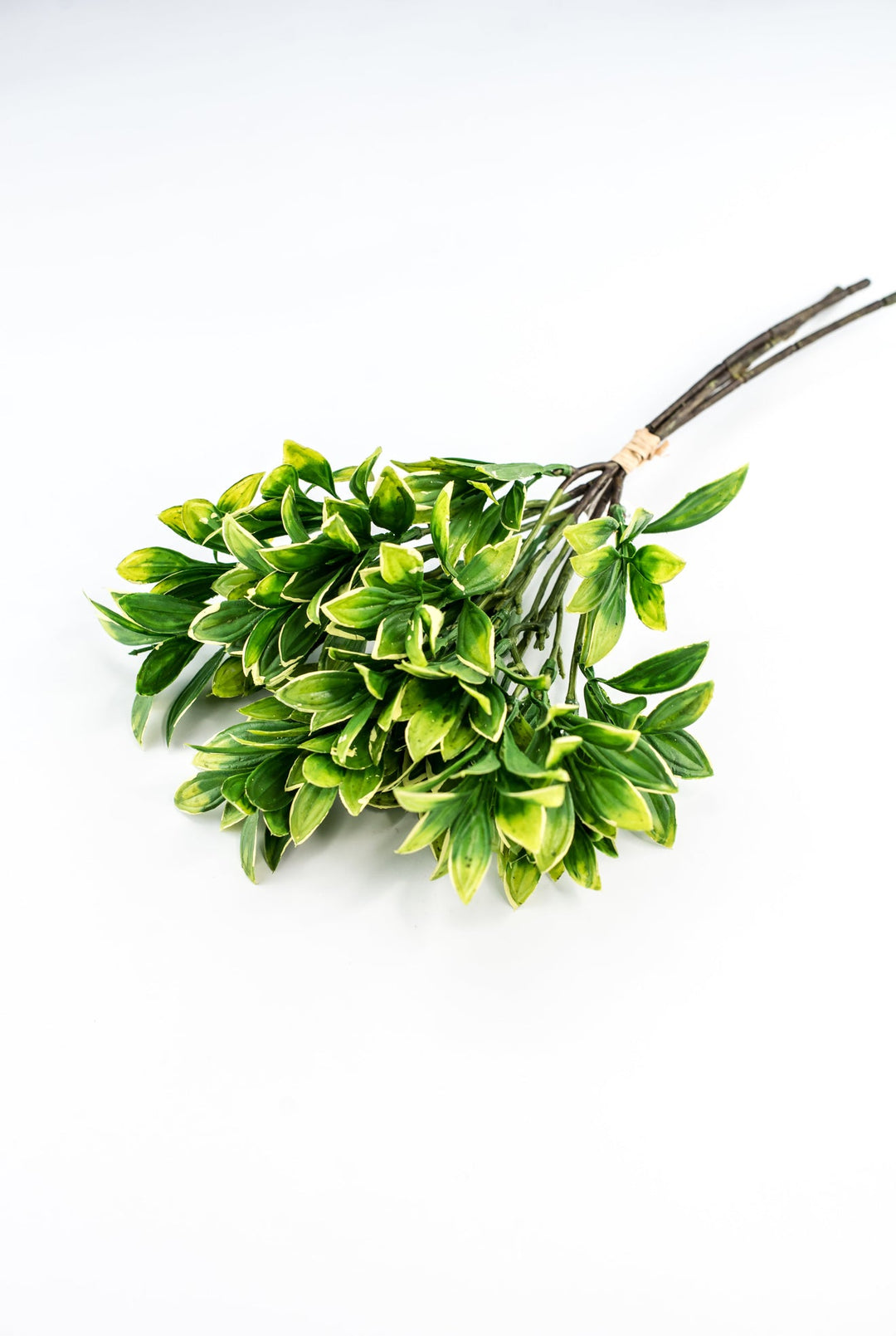 Green cream edge leaves bundle - privet - Greenery Marketgreenery2310424GY