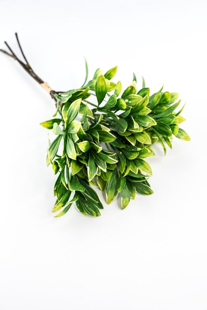 Green cream edge leaves bundle - privet - Greenery Marketgreenery2310424GY