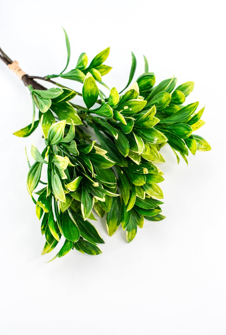 Green cream edge leaves bundle - privet - Greenery Marketgreenery2310424GY