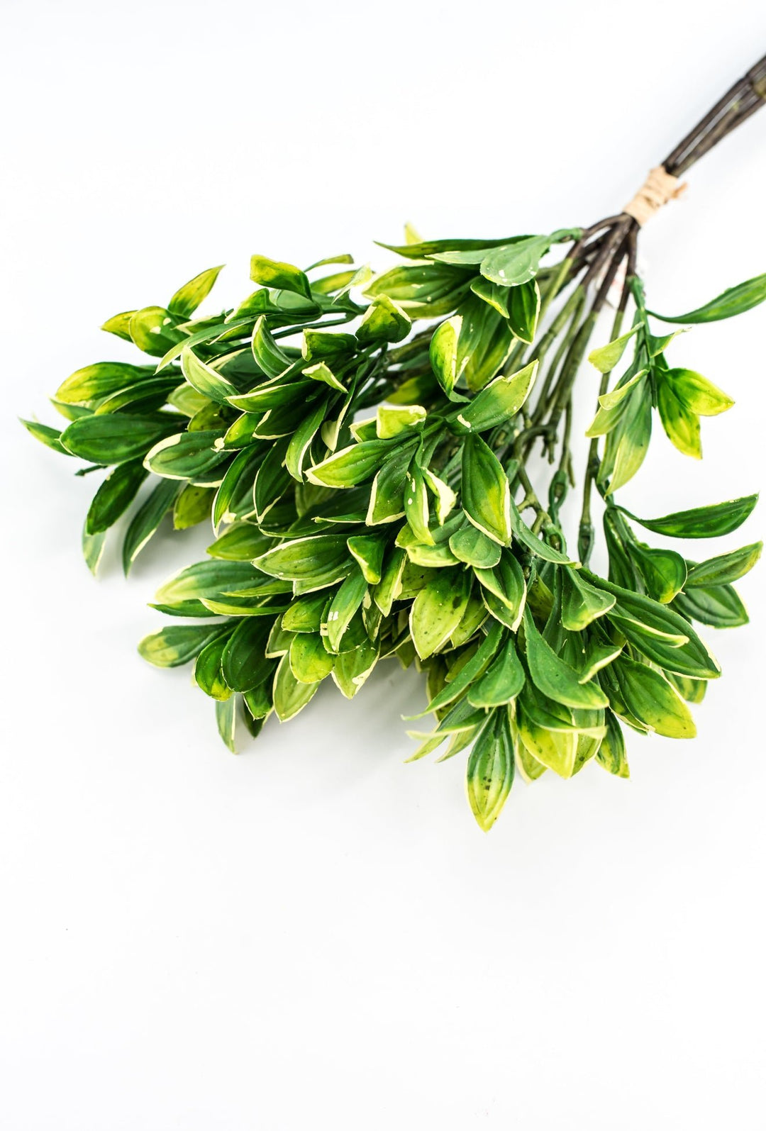 Green cream edge leaves bundle - privet - Greenery Marketgreenery2310424GY