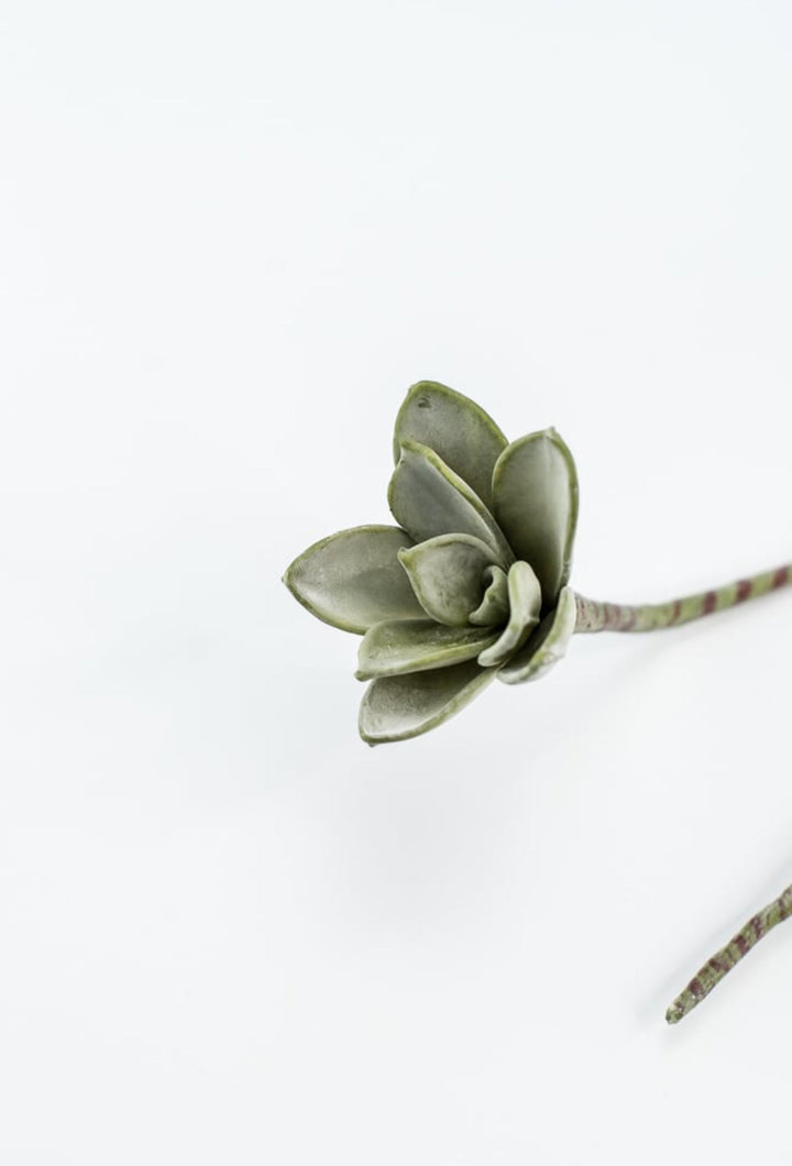 Green Echeveria Hanging - Real Touch - Greenery Market287344
