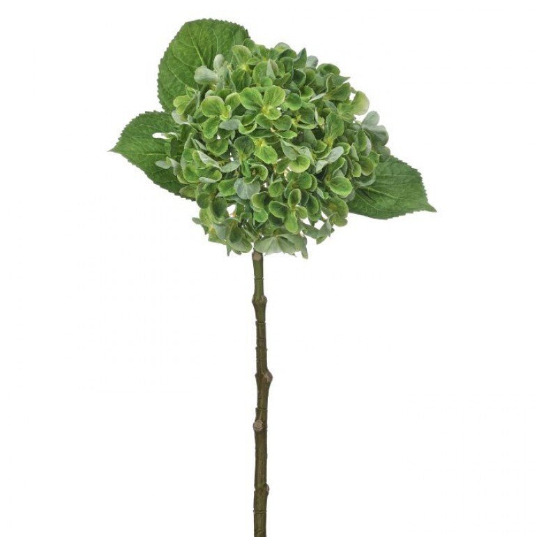Green, Hydrangea stem - Greenery MarketMTF24643 GRN