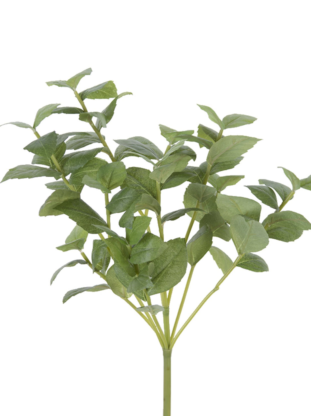 Green leaves basil bush - Greenery Market2320077GR