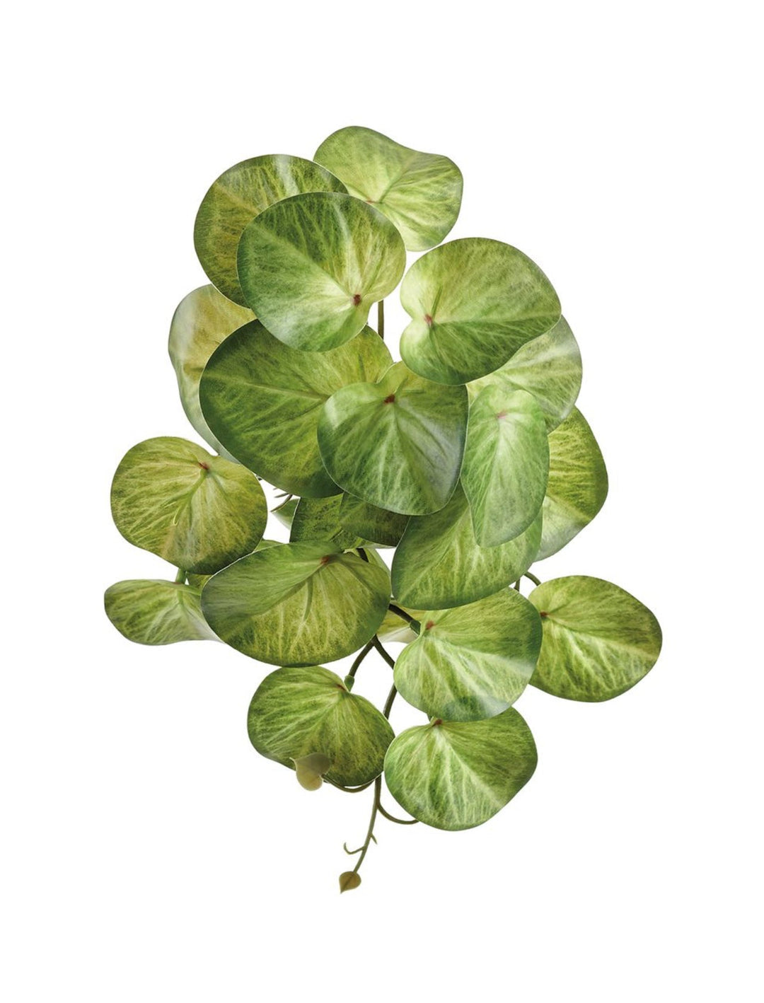 Green Stephania Erecta Bush - Greenery MarketPBS081 - GR/TT