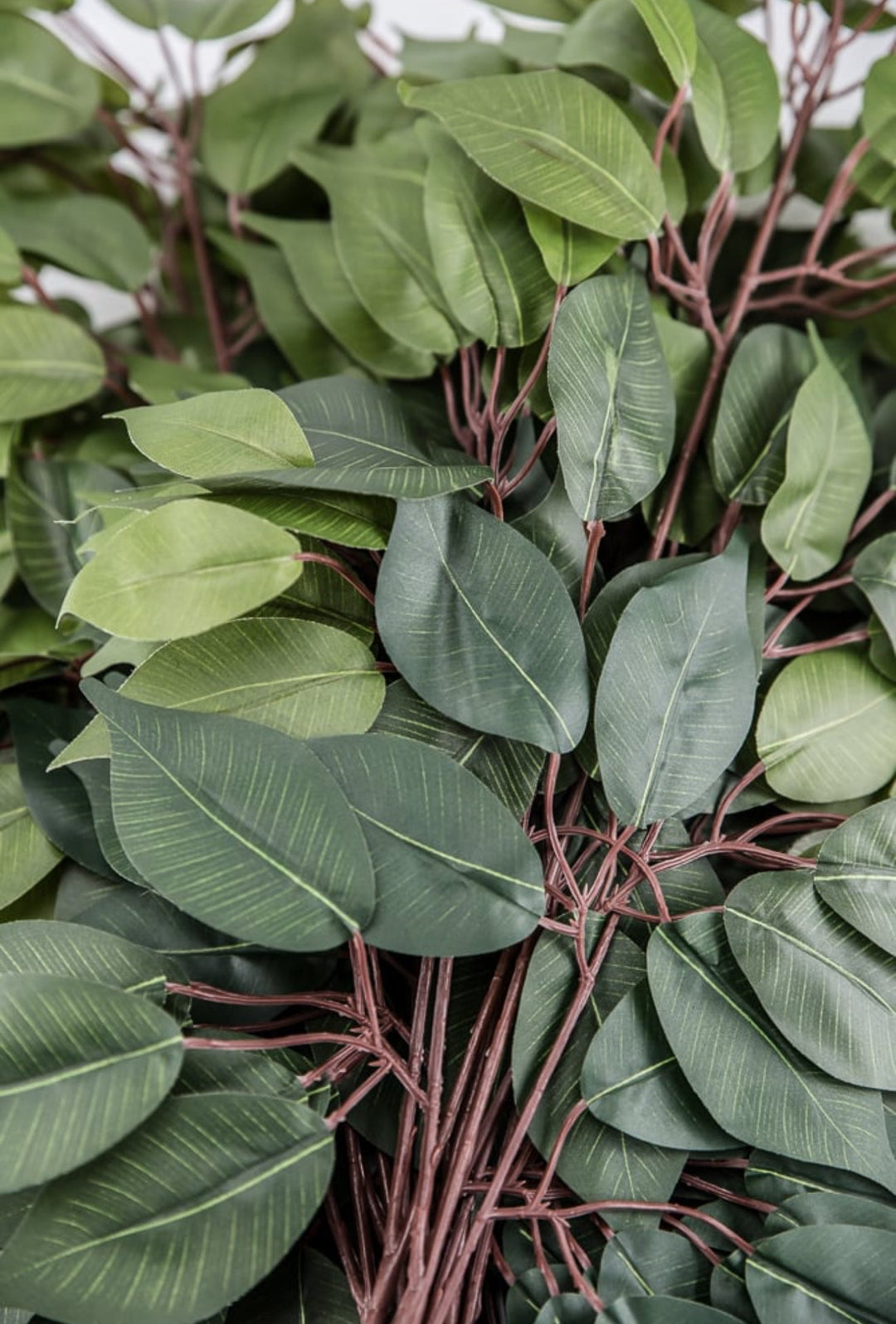Green two toned green Ficus spray - 1 dozen - Greenery Market57000 - GN