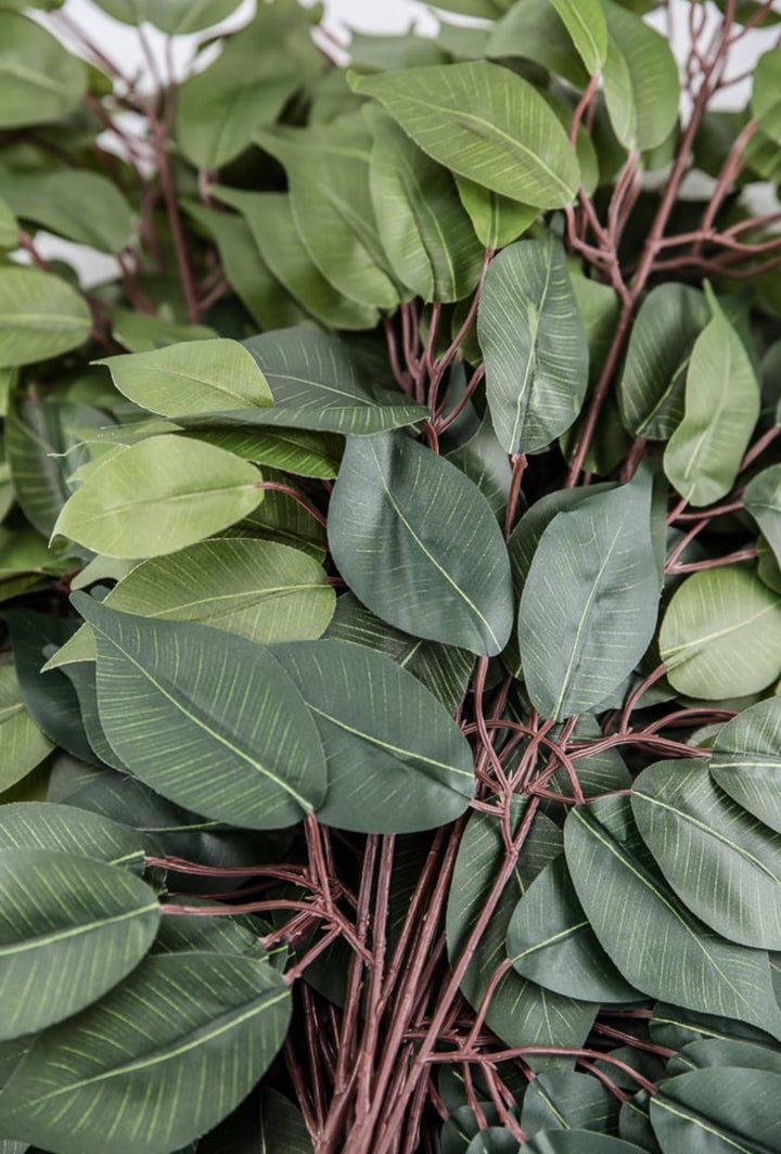 Green two toned green Ficus spray - 1 dozen - Greenery Market57000 - GN