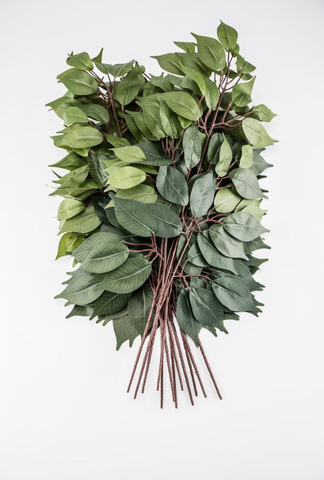 Green two toned green Ficus spray - 1 dozen - Greenery Market57000 - GN