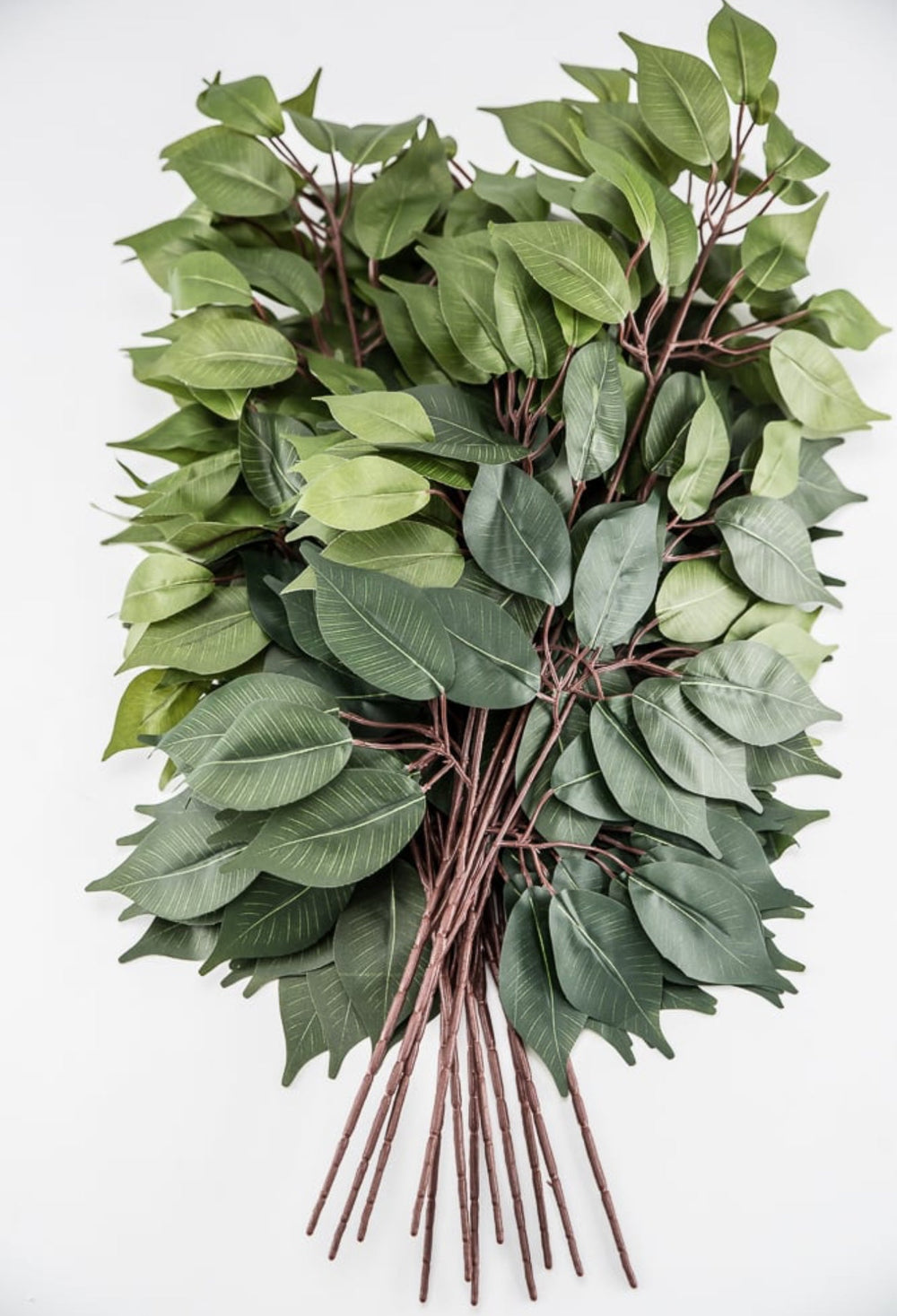Green two toned green Ficus spray - 1 dozen - Greenery Market57000 - GN