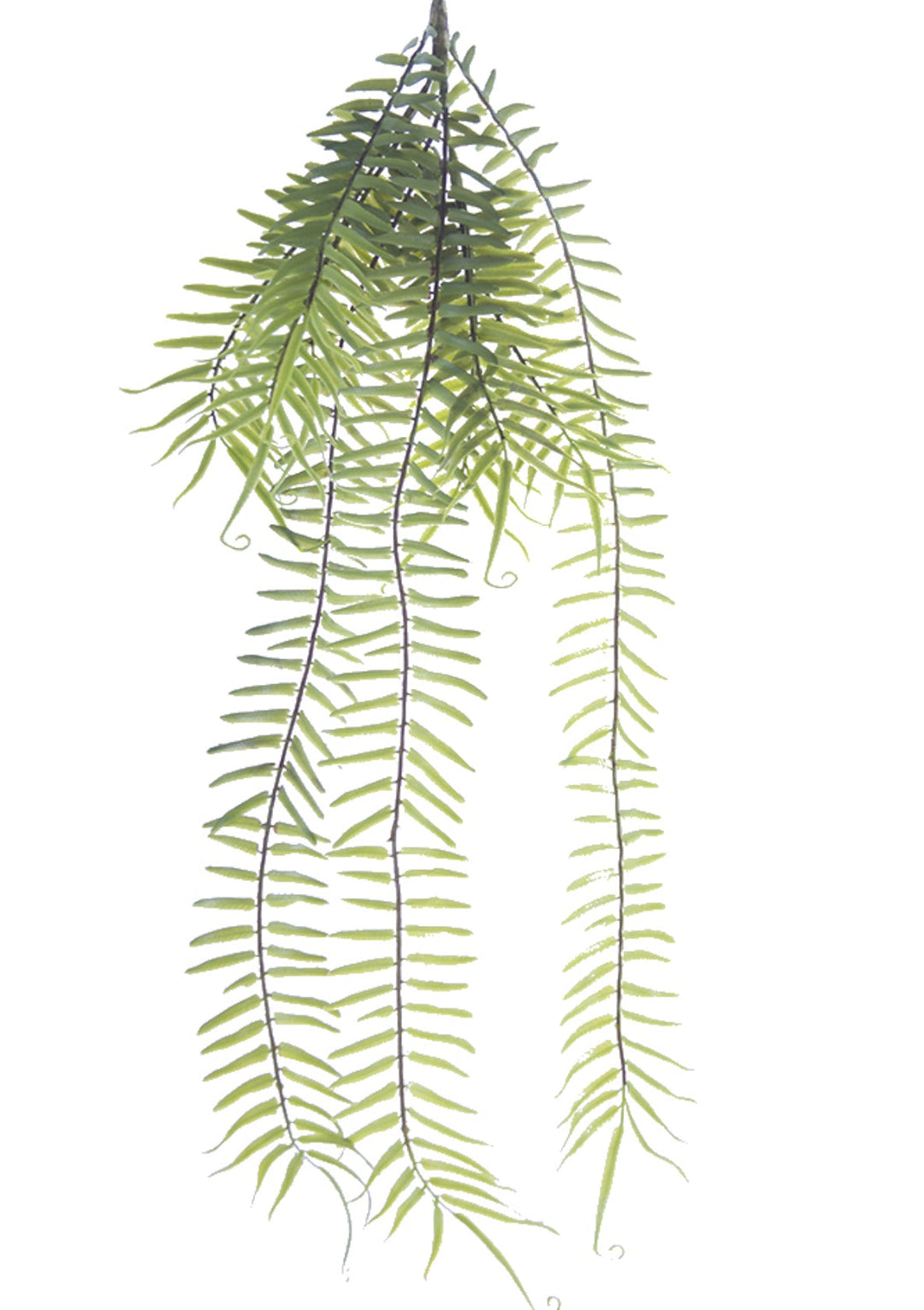 Hanging fern bush - Greenery Marketgreenery2310262GR