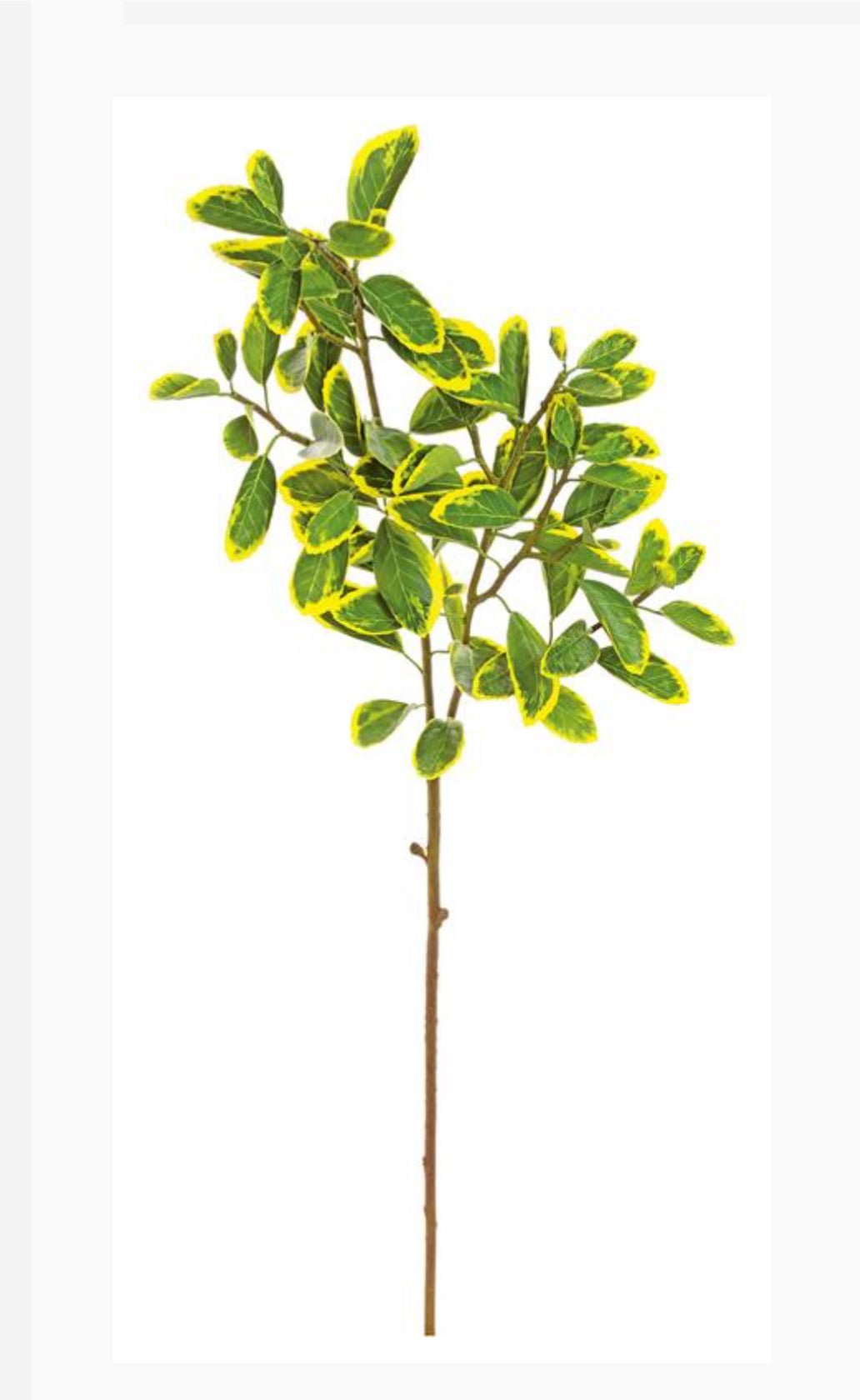 Japanese euonymus leaf spray - yellow green - Greenery MarketFl6334 - GY
