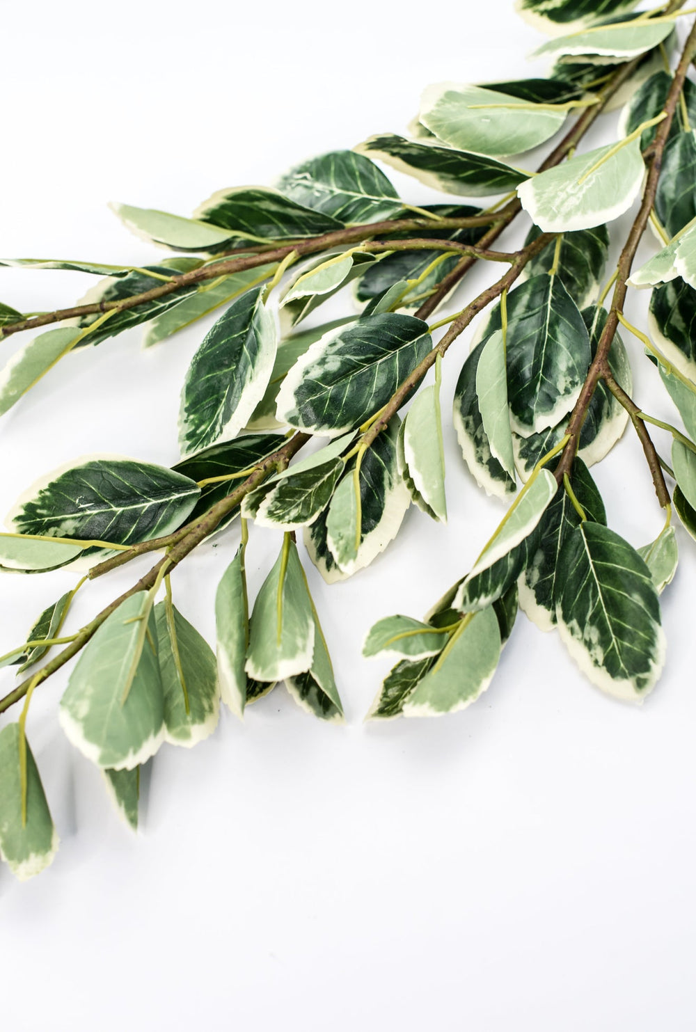 Japanese euonymus leaf spray - Greenery MarketFl6334 - GC