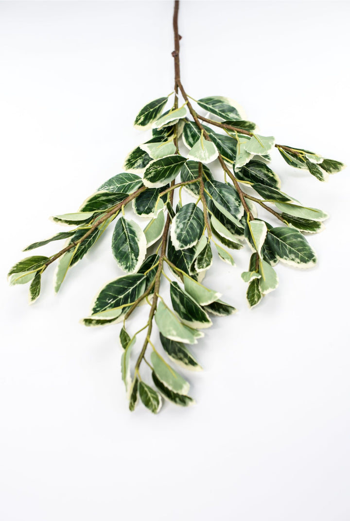Japanese euonymus leaf spray - Greenery MarketFl6334 - GC